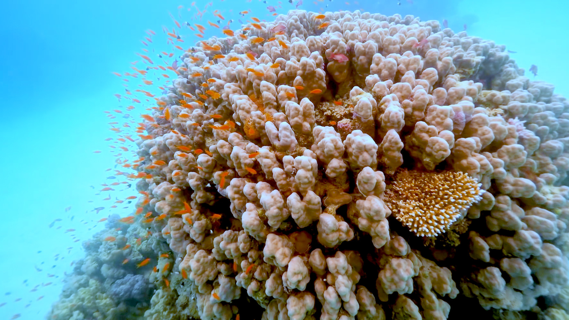 Red Sea Corals. Credit Tobias Friedrich 4