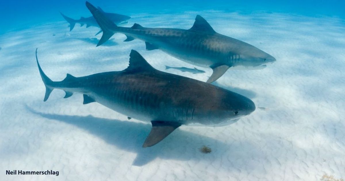 TOP study shows tiger sharks have social preferences for one another 940x529