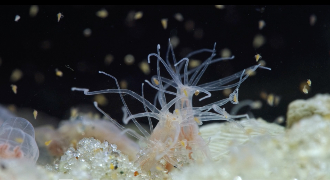 EM1 2 Nematostella vectensis starlet sea anemone Credit Marine Biological Laboratory BioQuest Studios