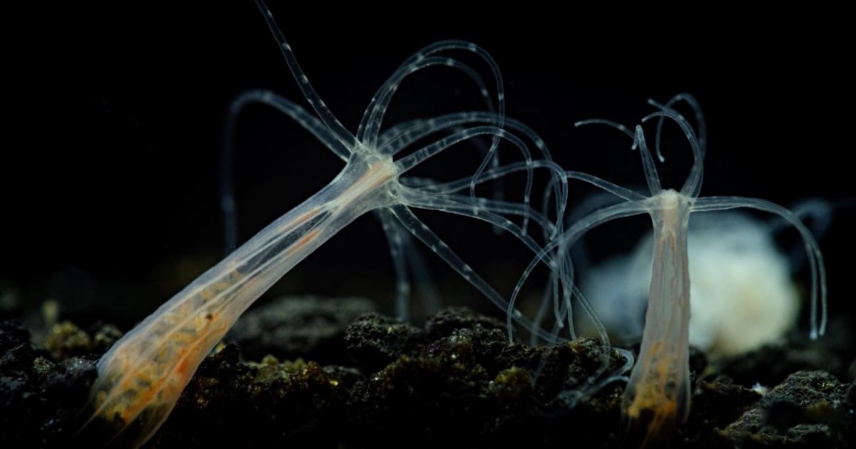 Sea Anemone’s Survival is Threatened by Current Levels of Wetland Pollution, Finds New Research