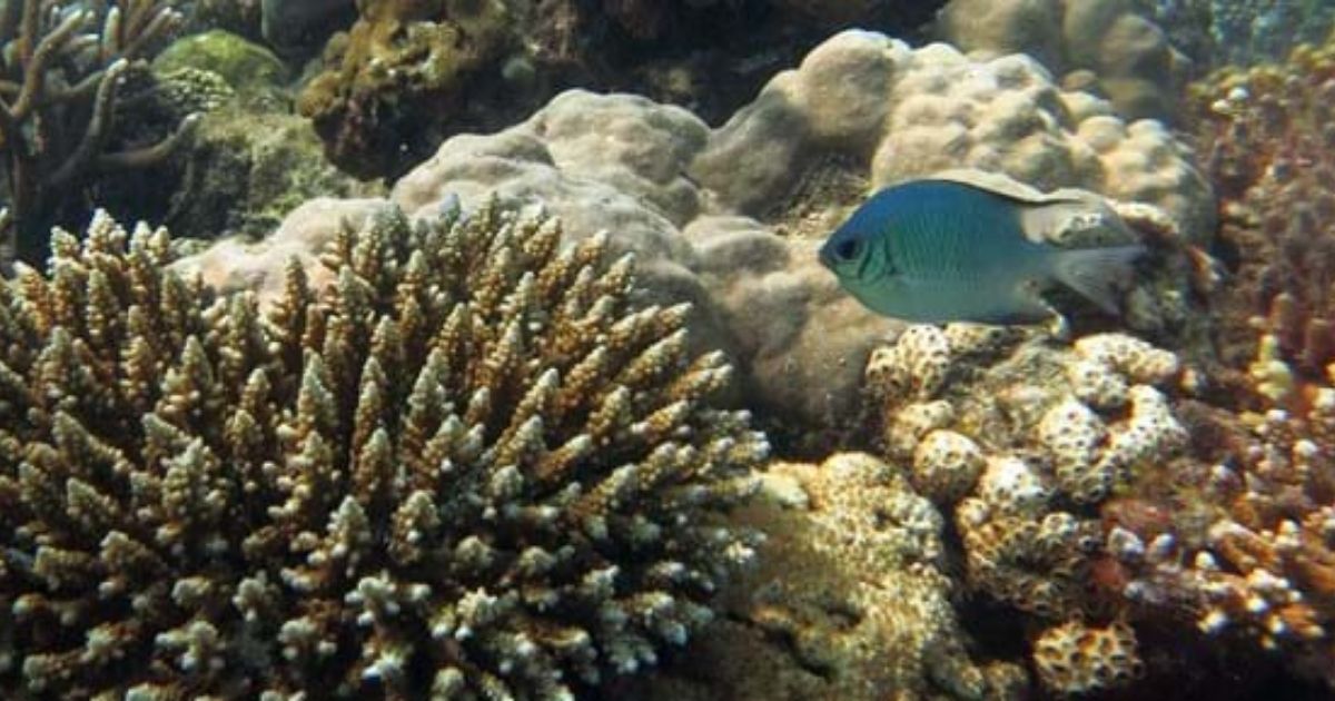 Unexpected Hope for Millions as Bleached Coral Reefs Continue to Supply Nutritious Seafood