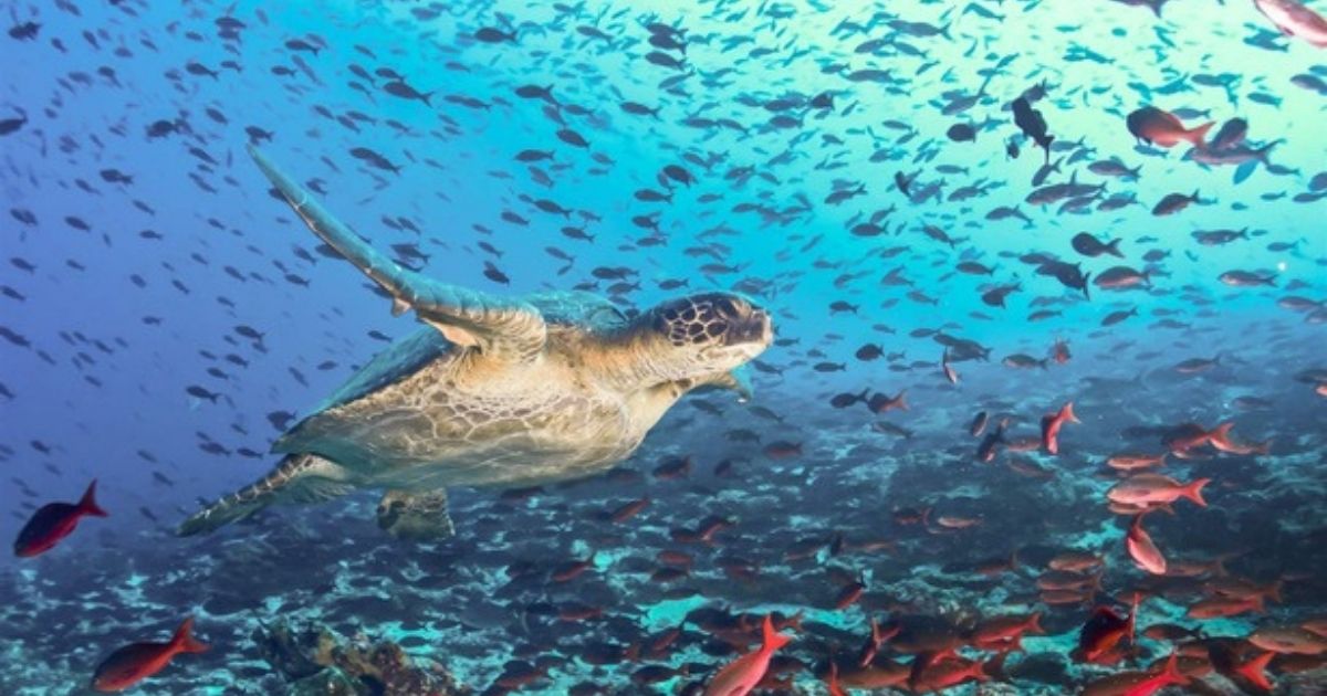 Pew Bertarelli Ocean Legacy Applauds New Marine Protections Off Galápagos Islands