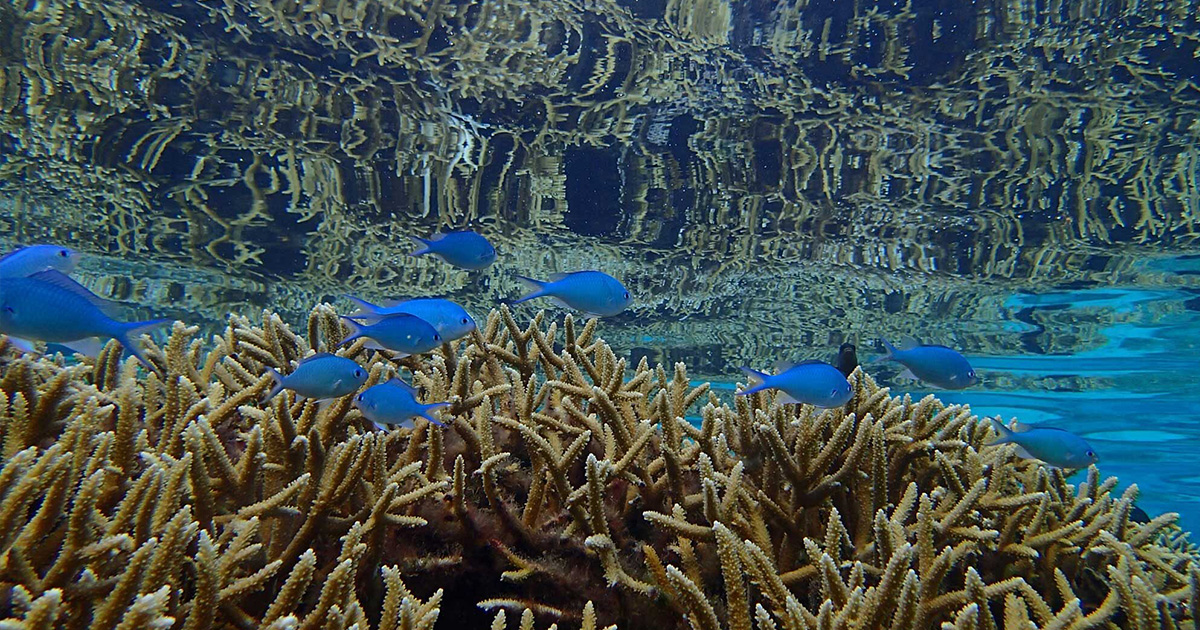 Not Enough: Protecting Algae-eating Fish Insufficient to Save Imperiled Coral Reefs