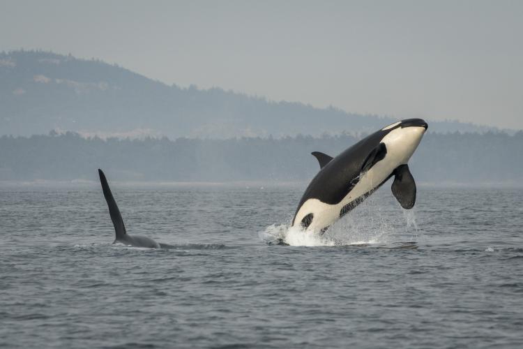 3 Southern Resident Killer Whale