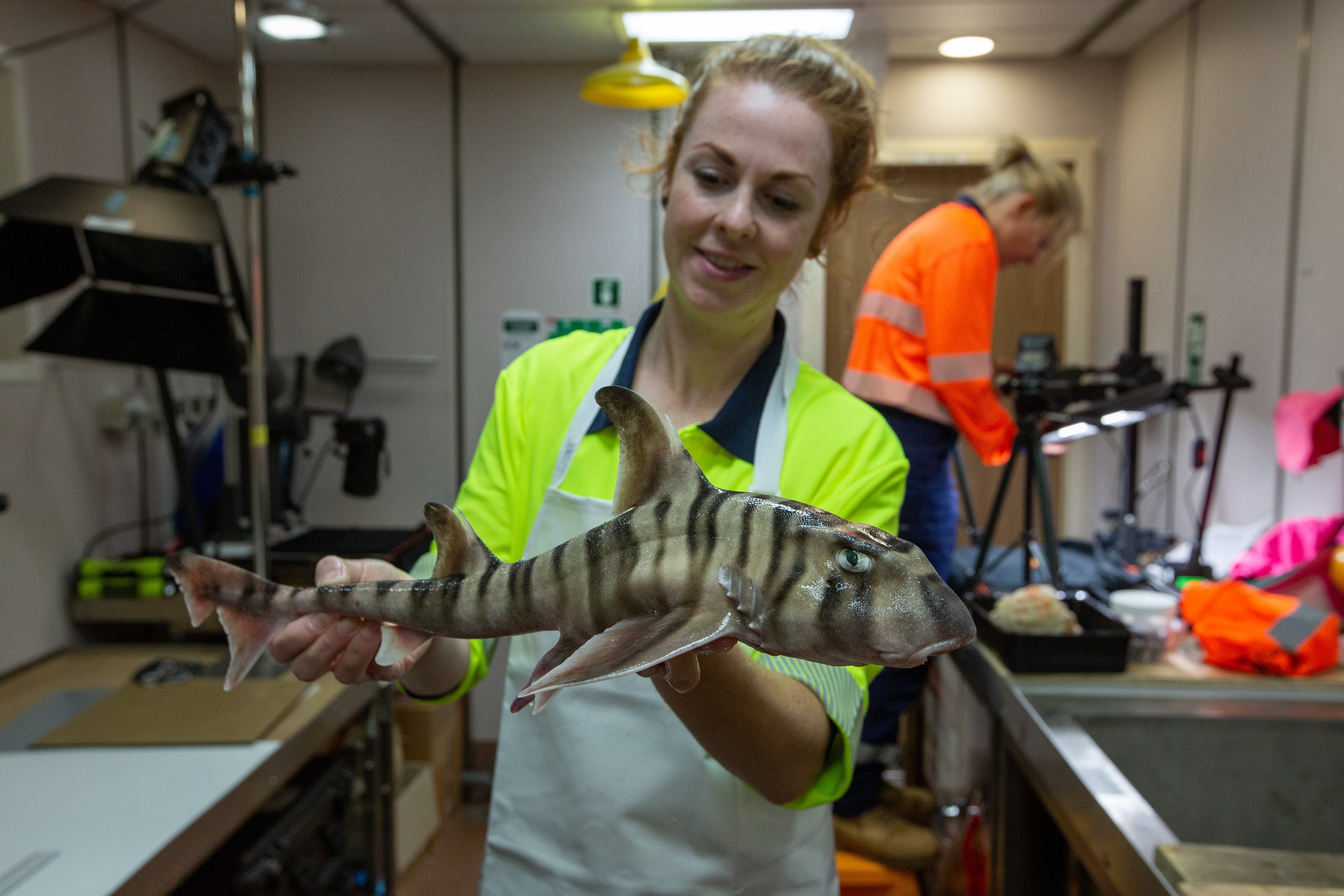2 Helen ONeill CSIRO with undescribed stripey hornsharkCredit CSIROFrederique Olivier