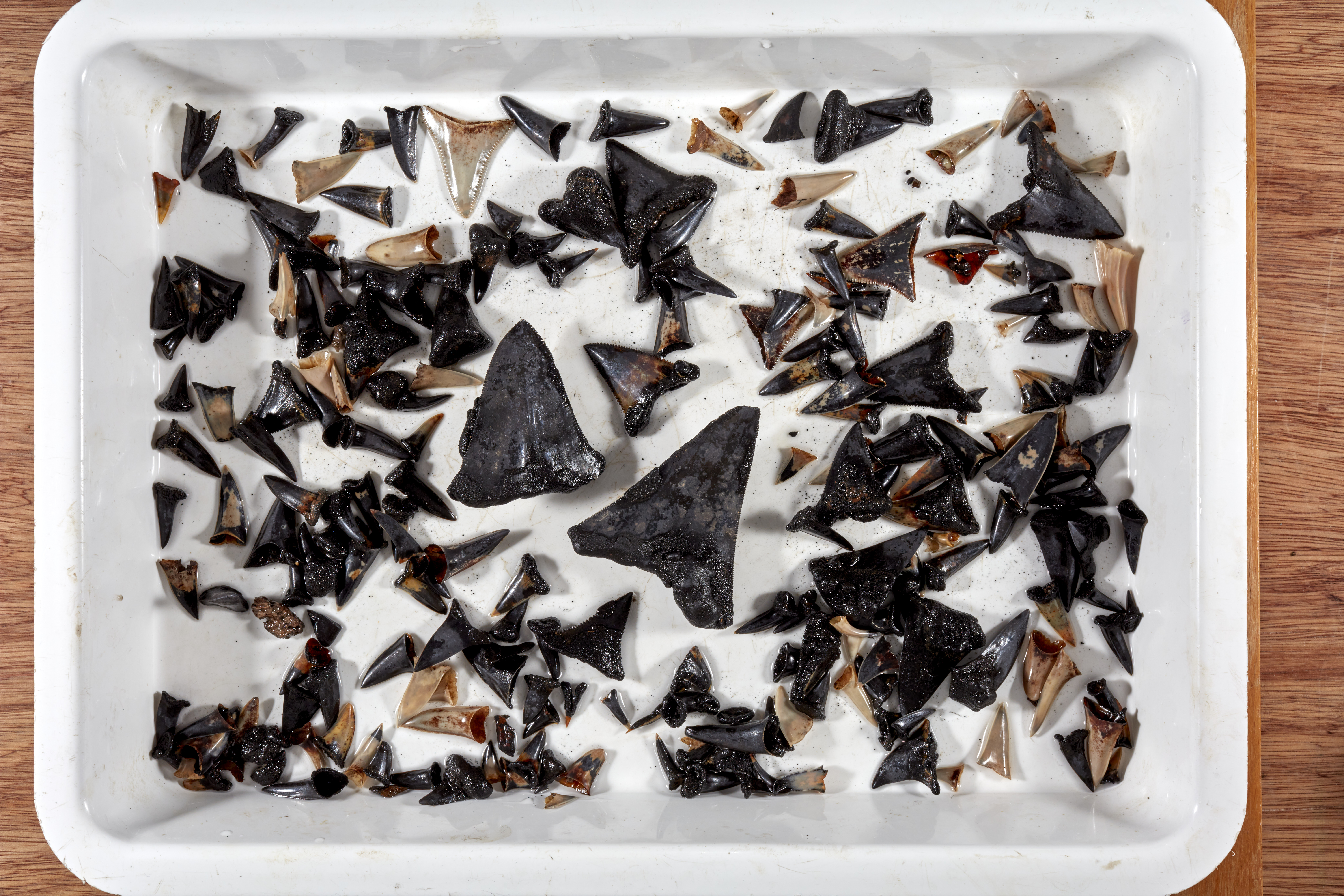 3 Shark teeth collected from seafloor near Cocos Keeling Islands at depth 5400mCredit Museums Victo