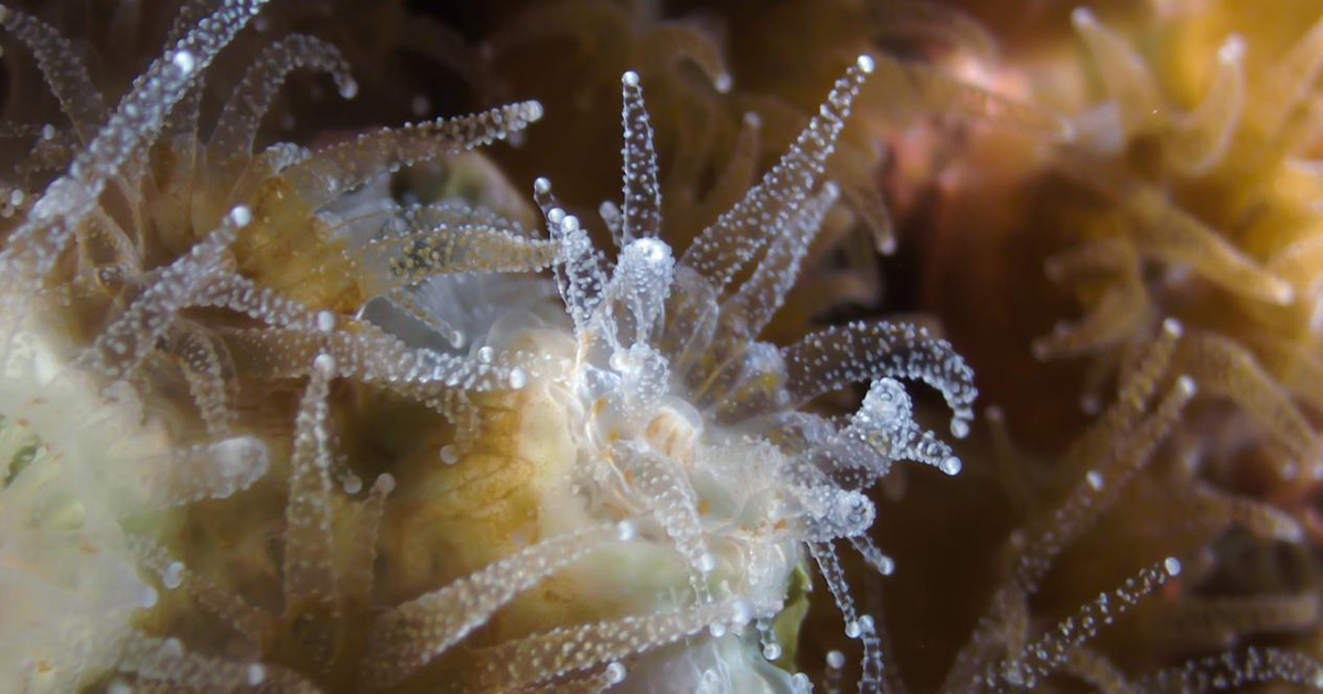 Hibernating Corals and the Microbiomes that Sustain Them