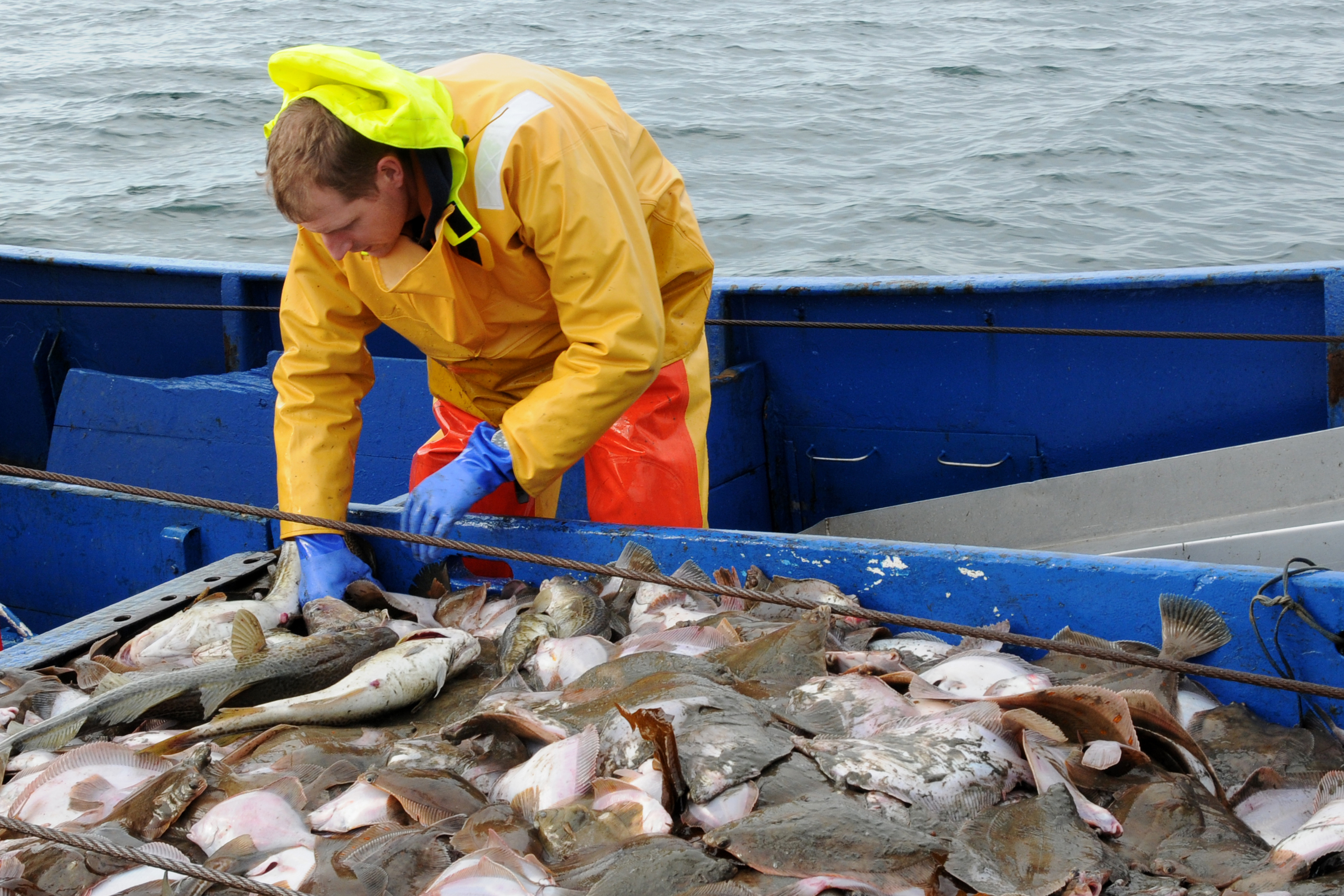 Fischereibiologe Dr. Christoph Petereit sucht an Bord des Kutters Godenwind II nach laichbereiten Fischen für Experimente zur Verteilung von Fischeiern in der Ostsee.
