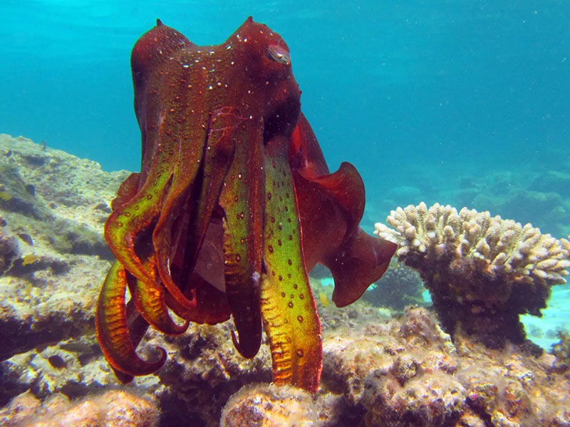 4 cuttlefish MelanieOrr web