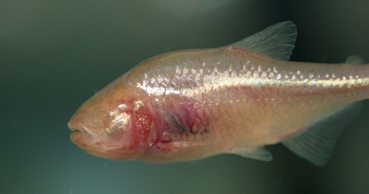 Blind Cavefish Have Hidden Adaptations to Survive in Low-oxygen  Environments | Research | News