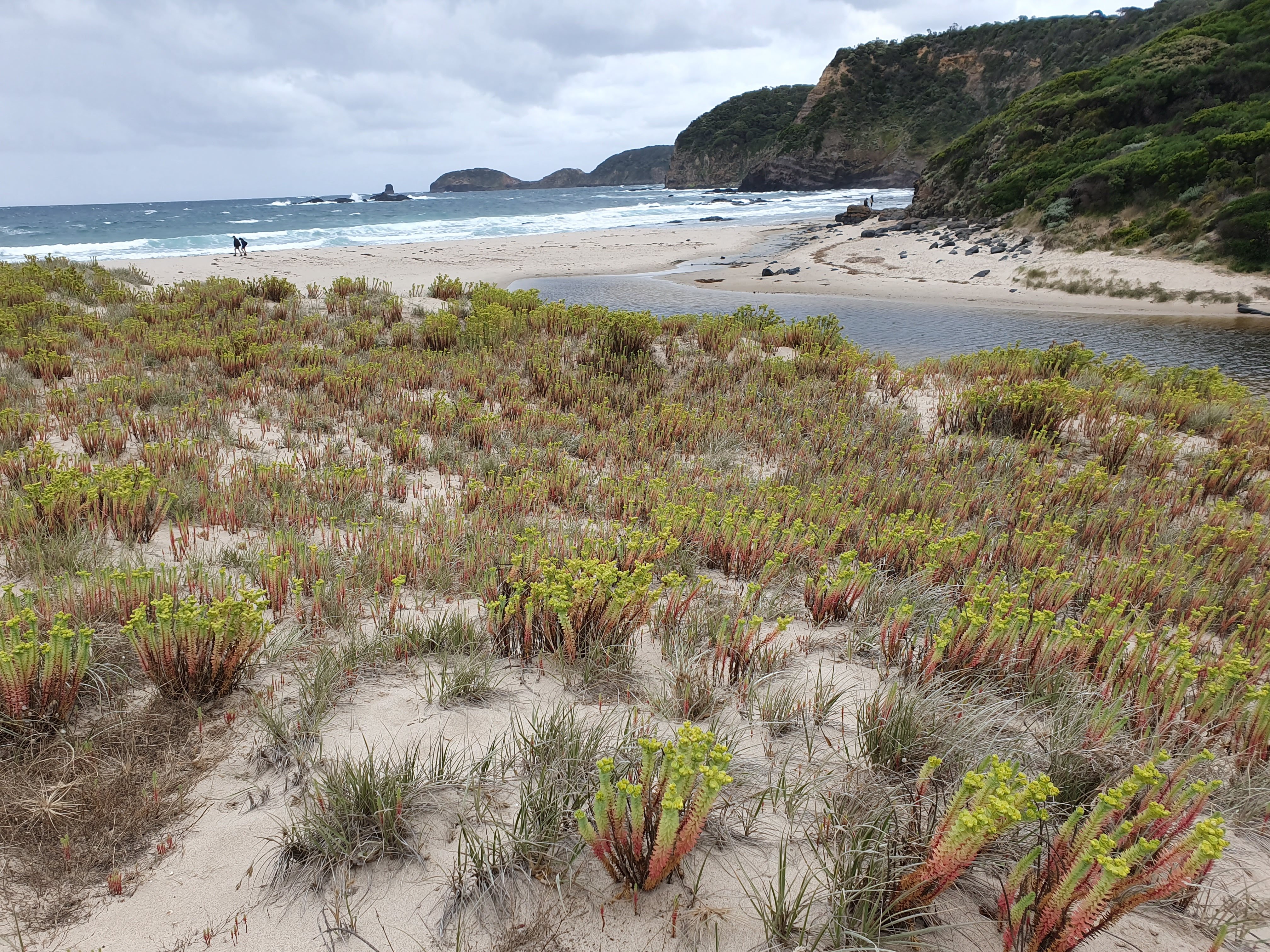 EM2Sea spurge prevents the natural movement of sand and alters dune structure