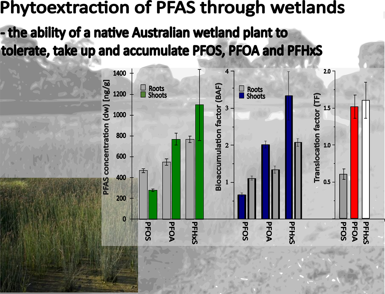 Howard et al phytoextraction PFAS