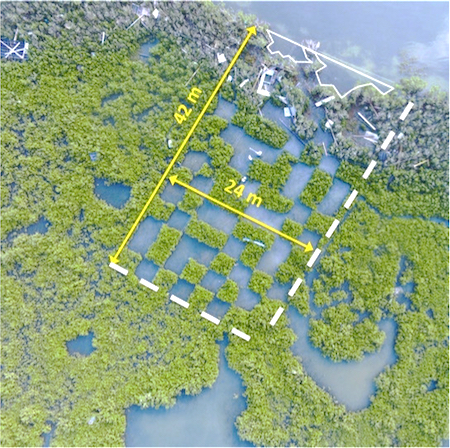 mangrove plot 450 em2
