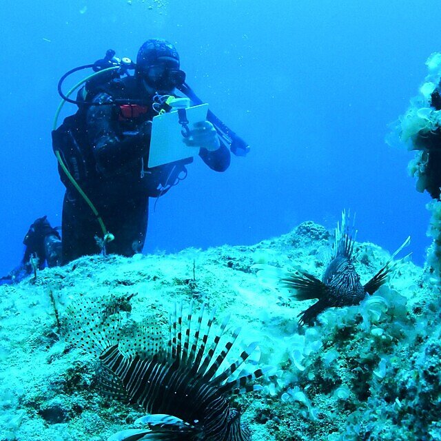em3 montage item University of Plymouth student and co author Francesco Cecconi collecting data about the efficiency of lionfish competition using underwater visual census Credit University of Plymouth 