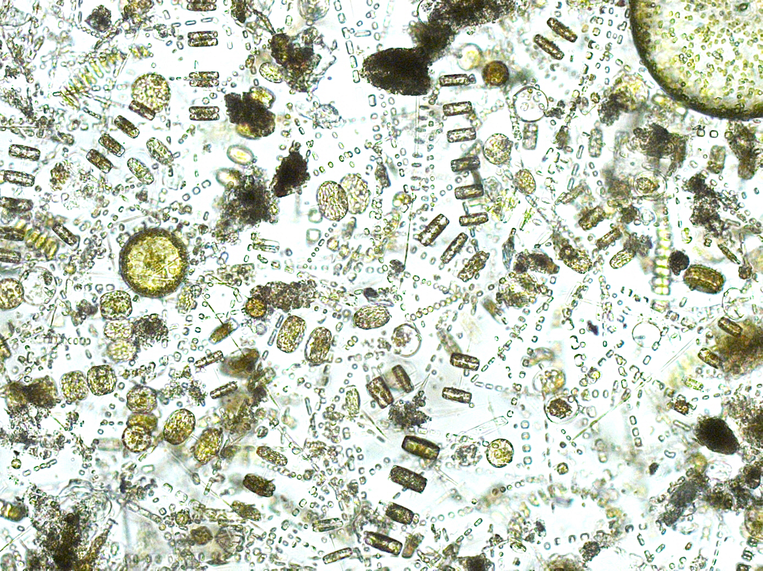 Diatom bloom Greig Isles lynn of Lorne WEB1