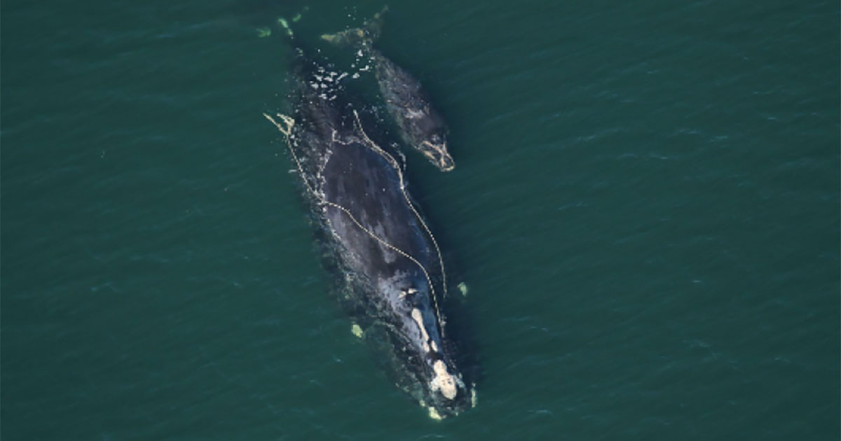 Smaller Female North Atlantic Right Whales Have Fewer Calves