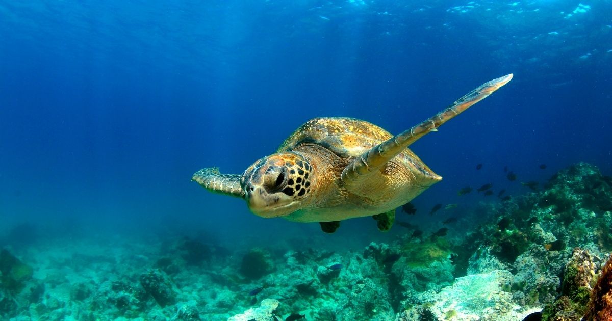 Sea Turtle Success Stories Along African East Coast