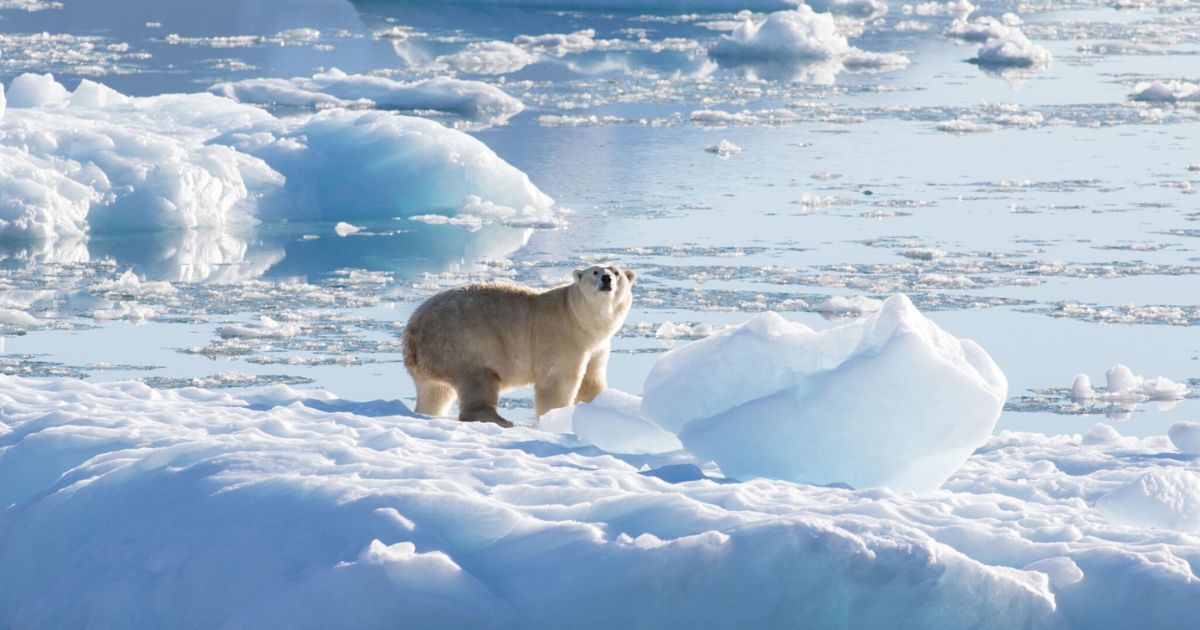 Newly Documented Population of Polar Bears in Southeast Greenland Sheds Light on the Species' Future in a Warming Arctic