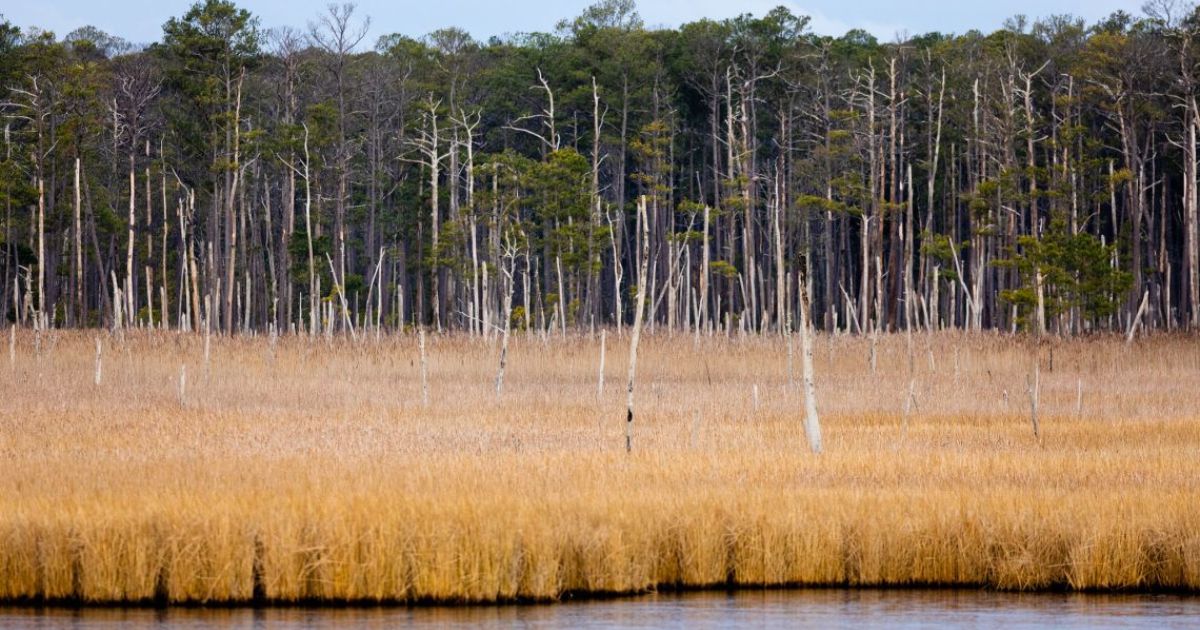 Coastal Marsh Migration May Further Fuel Climate Change
