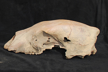 EM1 bruno skull 450