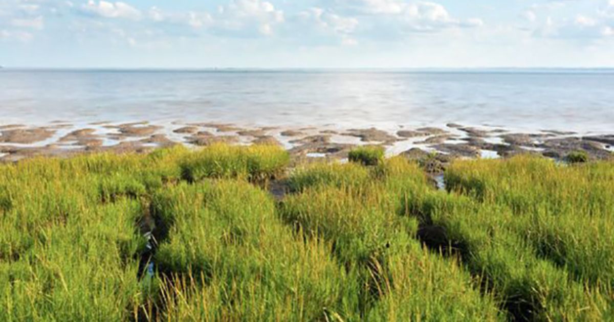 Ørsted Commits to Restoring a Large Tidal Estuary on UK’s East Coast