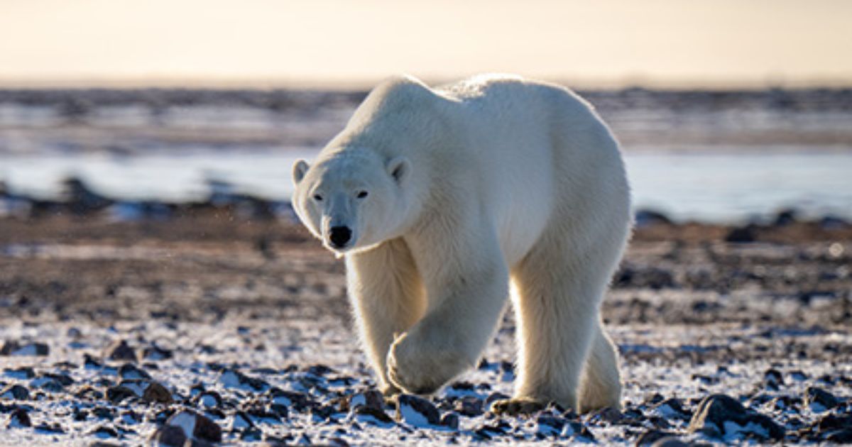 100,000-Year-Old Polar Bear Genome Reveals Ancient Hybridization with Brown Bears