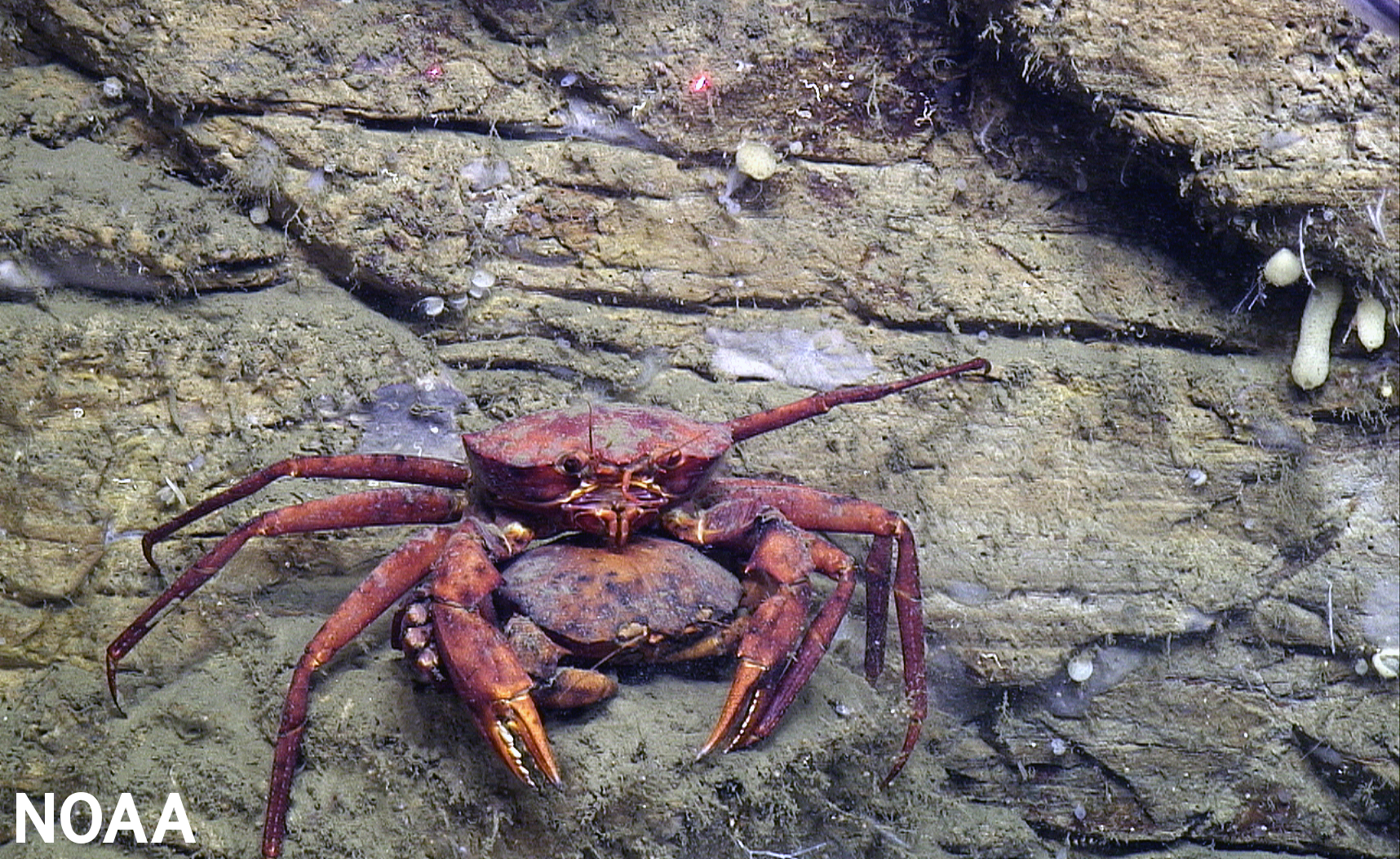 EM2 PHOTO Canyon crabs Hudson Canyon 060722 NOAA BOEM USGS
