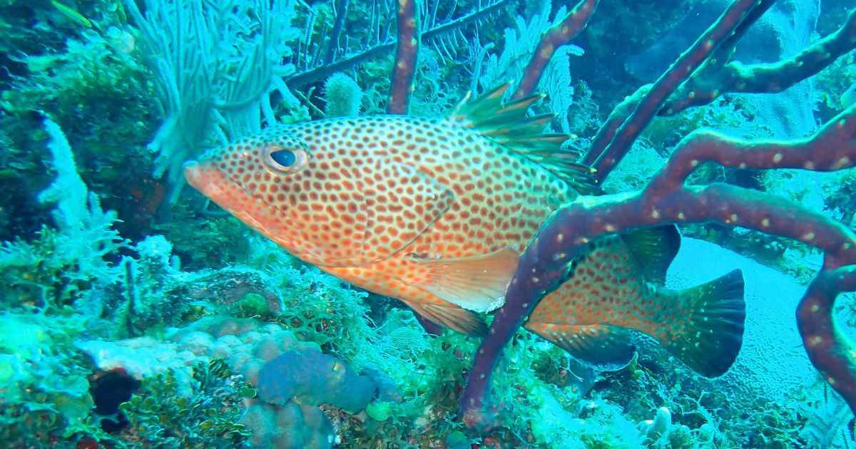 Marine Conservation Effort in U.S. Virgin Islands Aids Key Fish Species, Research Finds