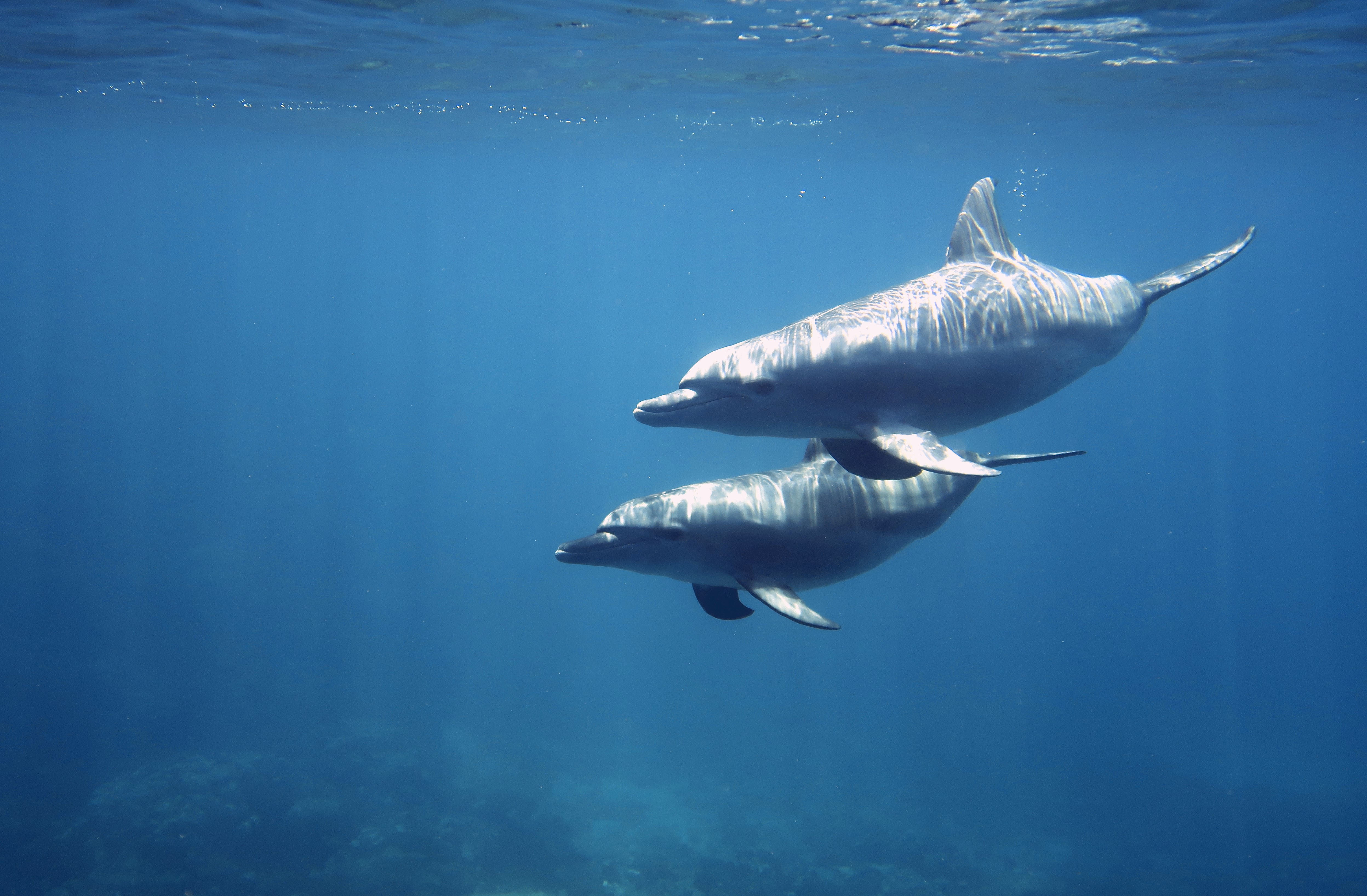 A pair of Dolphins observed in the Red Sea