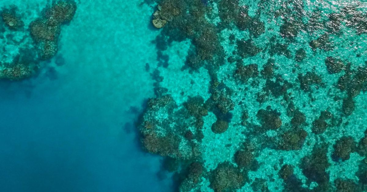 Highest Coral Cover in Central, Northern Reef in 36 Years