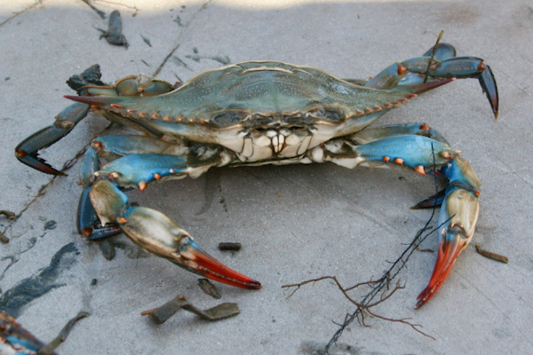 EM1 blue crab 600