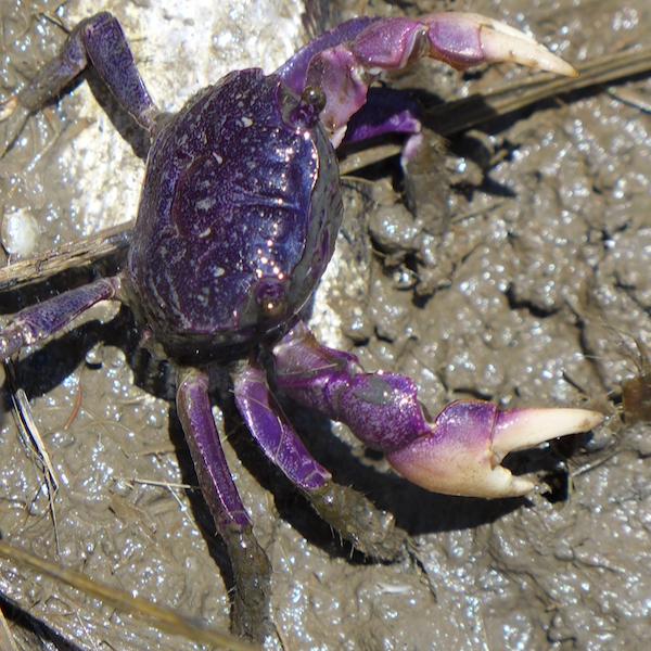 EM2 purple marsh crab 600