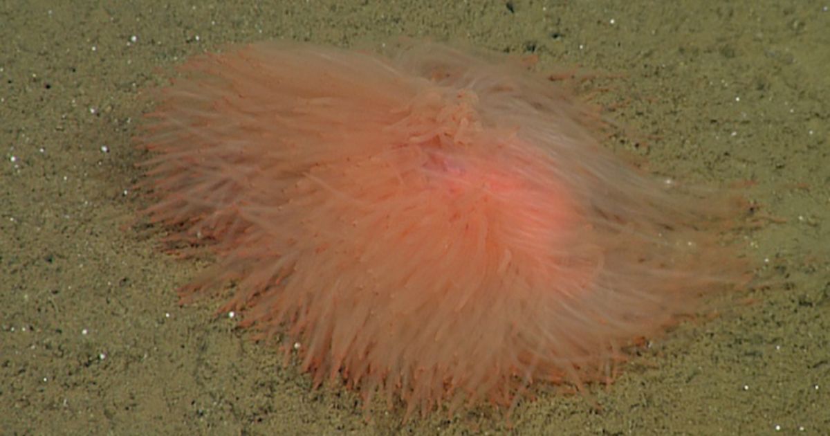Robots Documenting Deep-Sea Biodiversity Reveal a Spectacular Spaghetti Worm