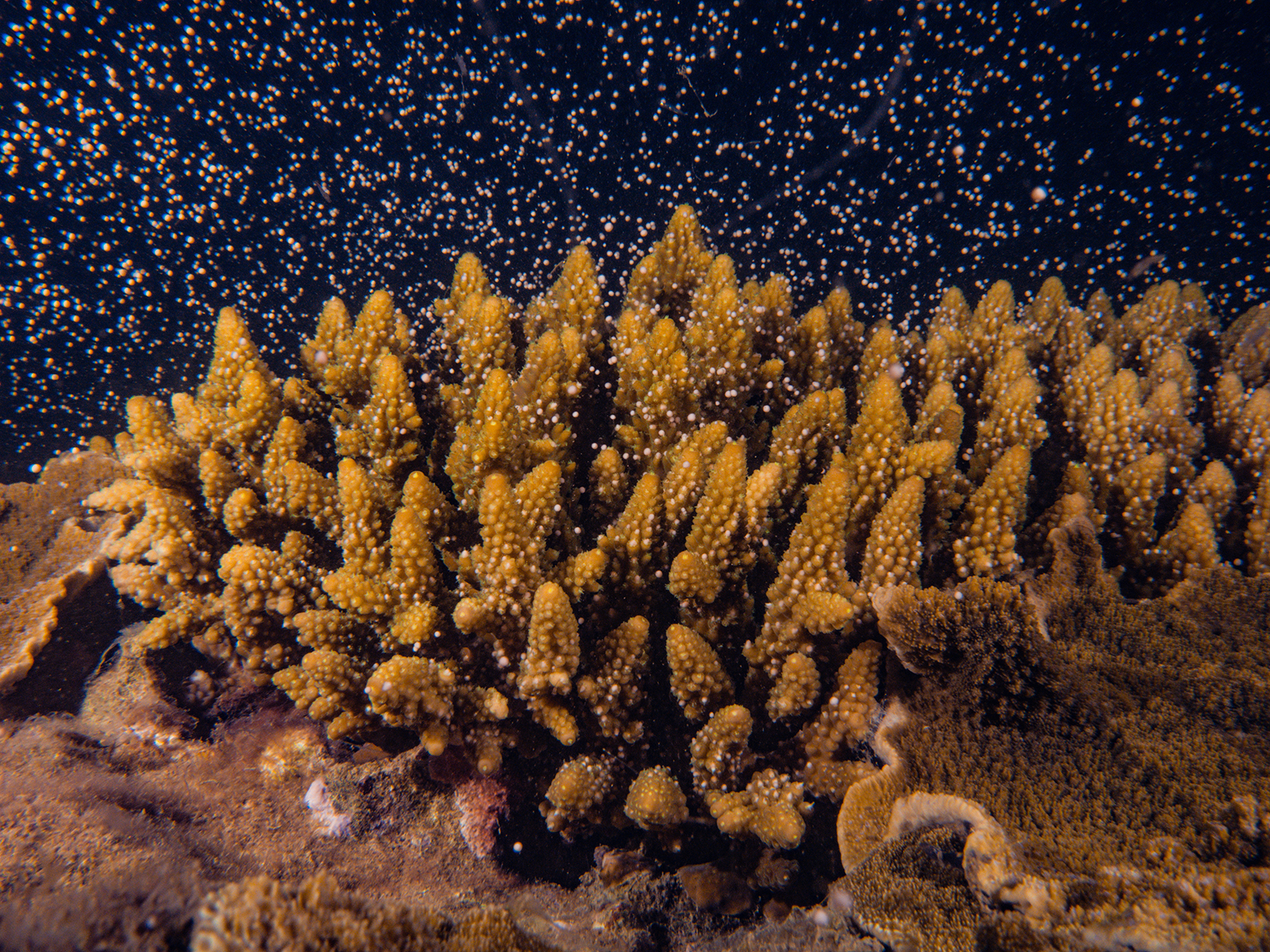 Following the October and November full moon, broadcast spawning corals, such as corals belonging to the genus of Acropora, are releasing egg-sperm bundles in an synchronized event into the ocean. The bundles break up on the way to the water surface, allowing fertilization and the development of actively swimming coral larvae. About one week after the spawning event, the coral larvae are able to attache to the reef substrate and metamorphose into a new coral, starting the coral life cycle once again.