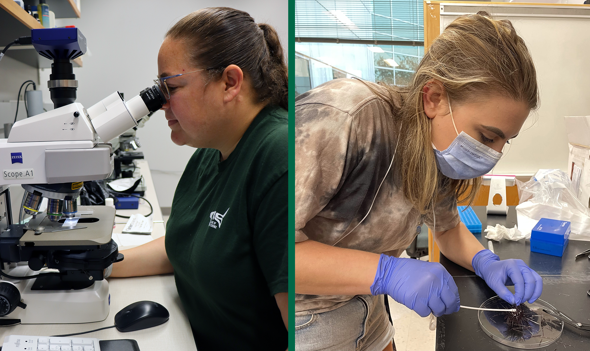 mya breitbart viewing the ciliate culture and student isabella ritchie swabs a sea urchin