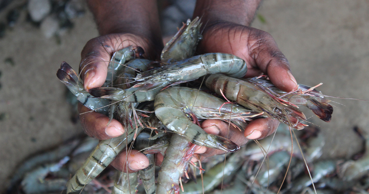 ASC Pioneers Digital Traceability for Shrimp Through Its Key Data Elements Project