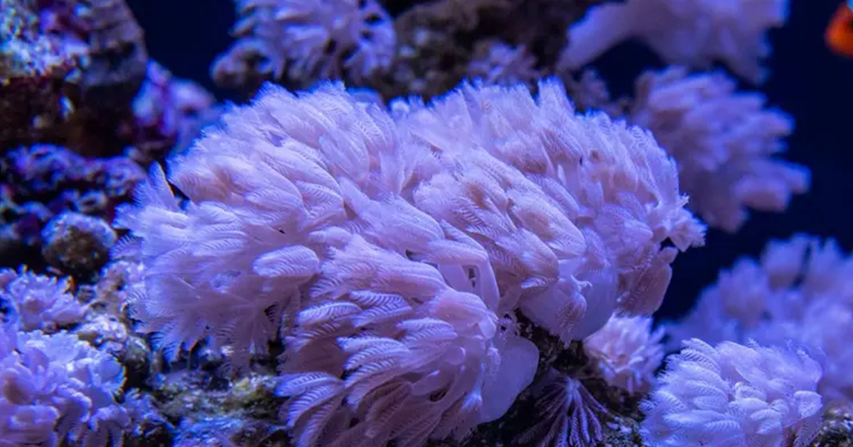 Corals Mark Friendly Algae for Ingestion—Revealing Possible Conservation Target
