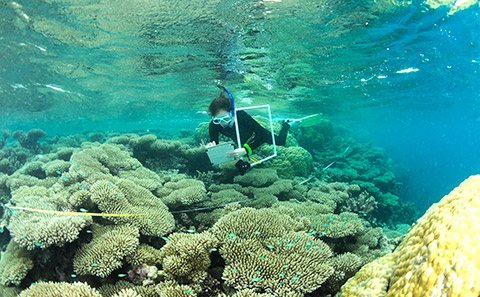 Image4 7 Scientist monitoring coral growth on Indian Ocean Reefs to study the effect of seabird nutrients Credit Nick Graham Lancaster University