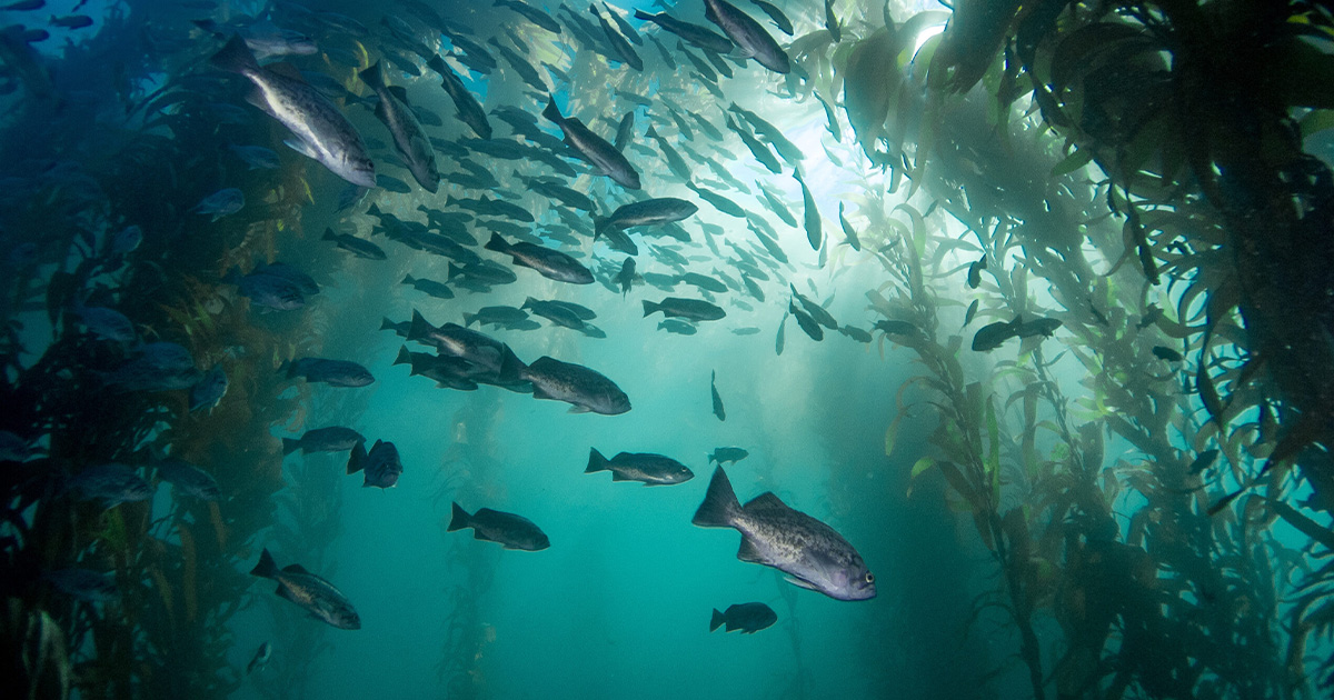 National Marine Sanctuary Foundation Applauds Re-Introduction of Legislation to Restore and Protect Kelp Forests