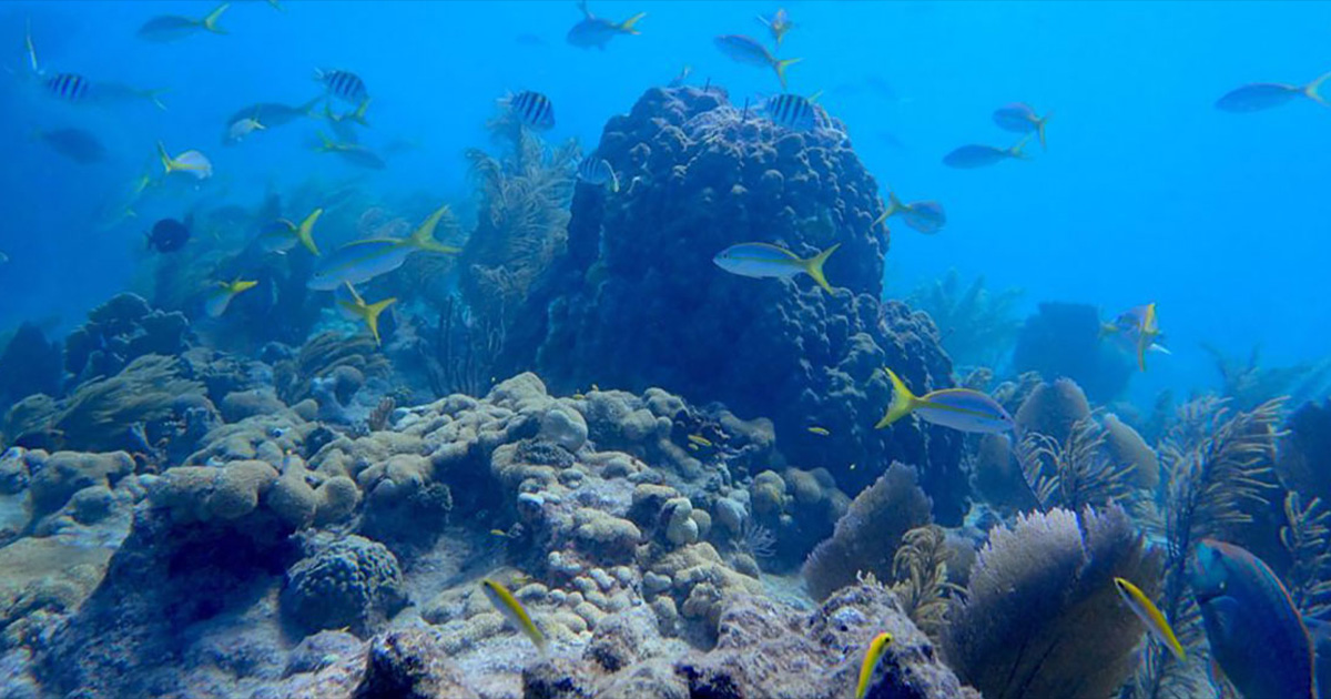 Innovative Techniques Provide New Means to Monitor Coral Reef Health ...