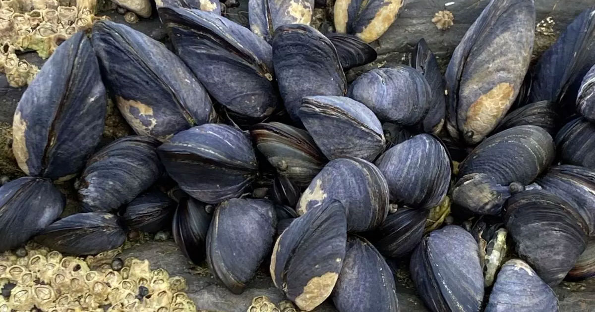 image2 bluemussels