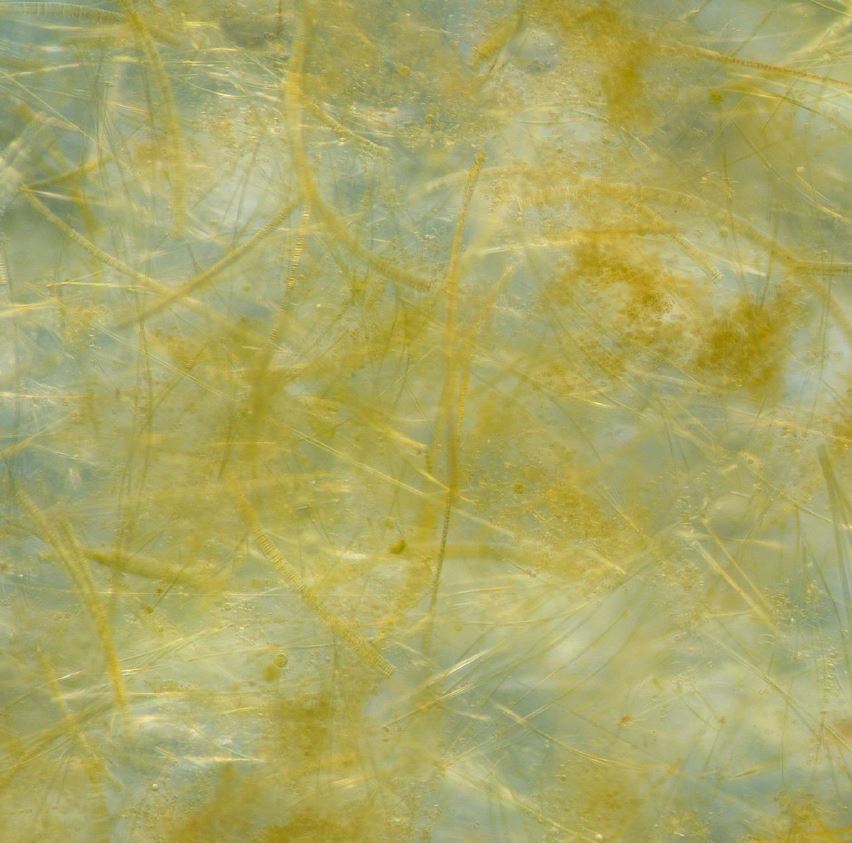Image4 Mat of phytoplankton