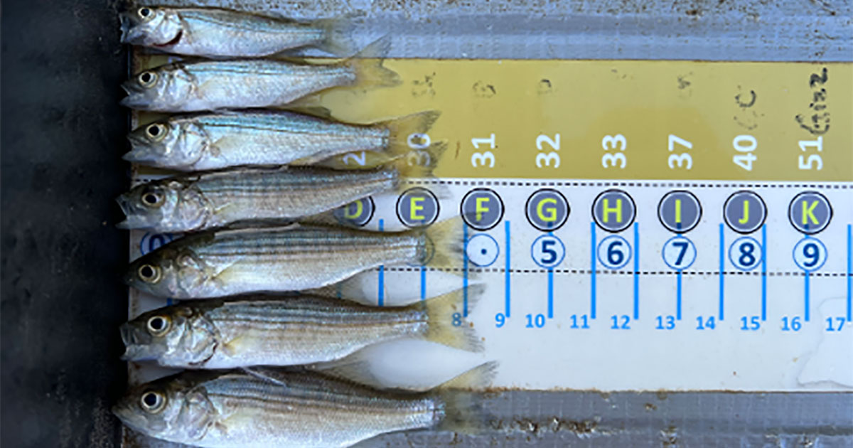 An Off Year for Juvenile Striped Bass in Virginia Waters for 2023