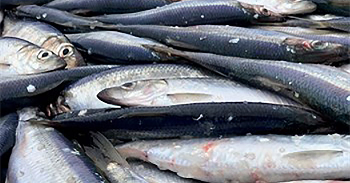 Image2 close up of multiple herring fish lying in a box 350x262