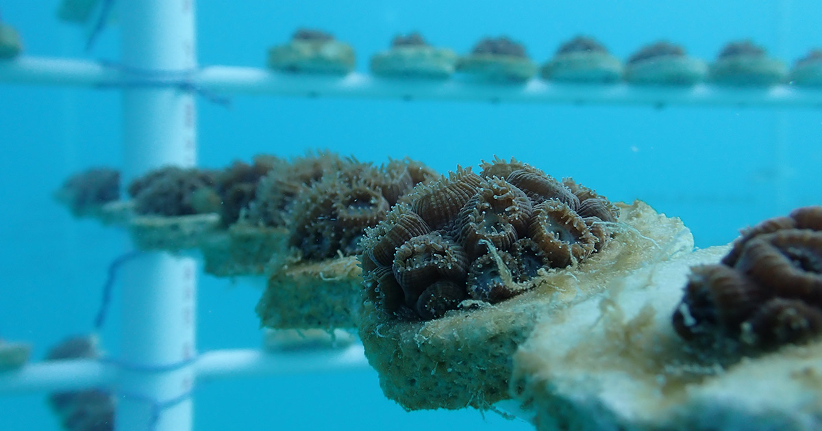 Mote Coral Reef Restoration Experts Return Evacuated Corals to Underwater Nurseries