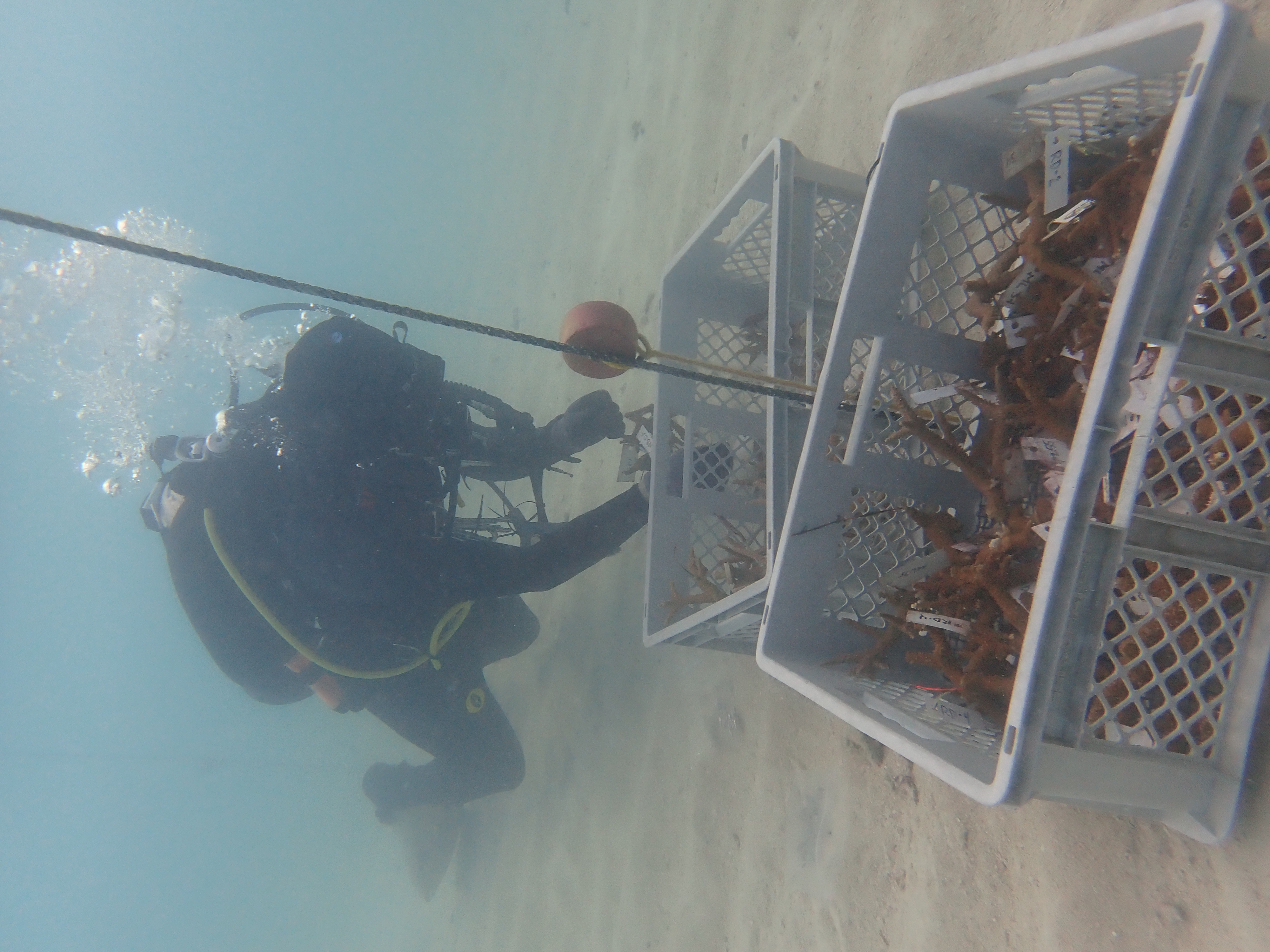 Mote grown staghorn corals being returned to its in water nurseries after they were evacuated from this summers heat event and recovered at Motes land based nurseries 1.JPG