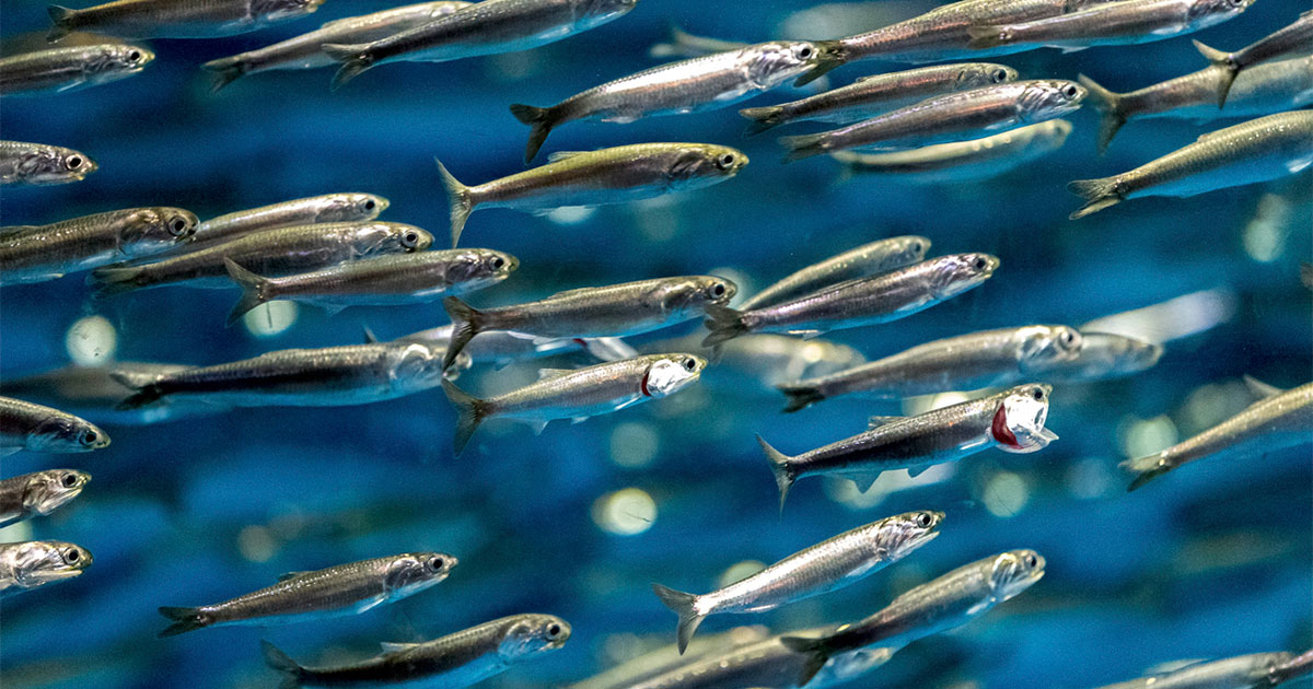 Anchovies in the Bay of Biscay are Smaller than 30 Years Ago