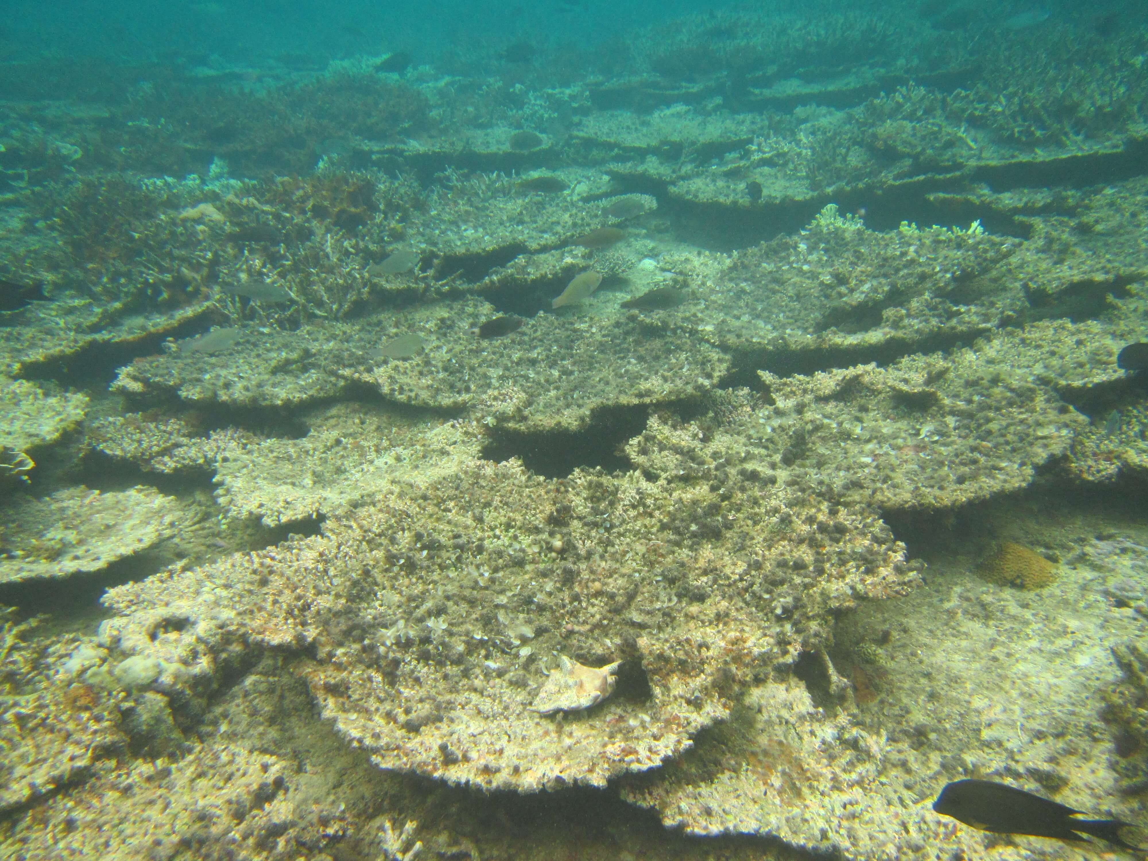 dead acropora table corals smaller size 638083608322781782