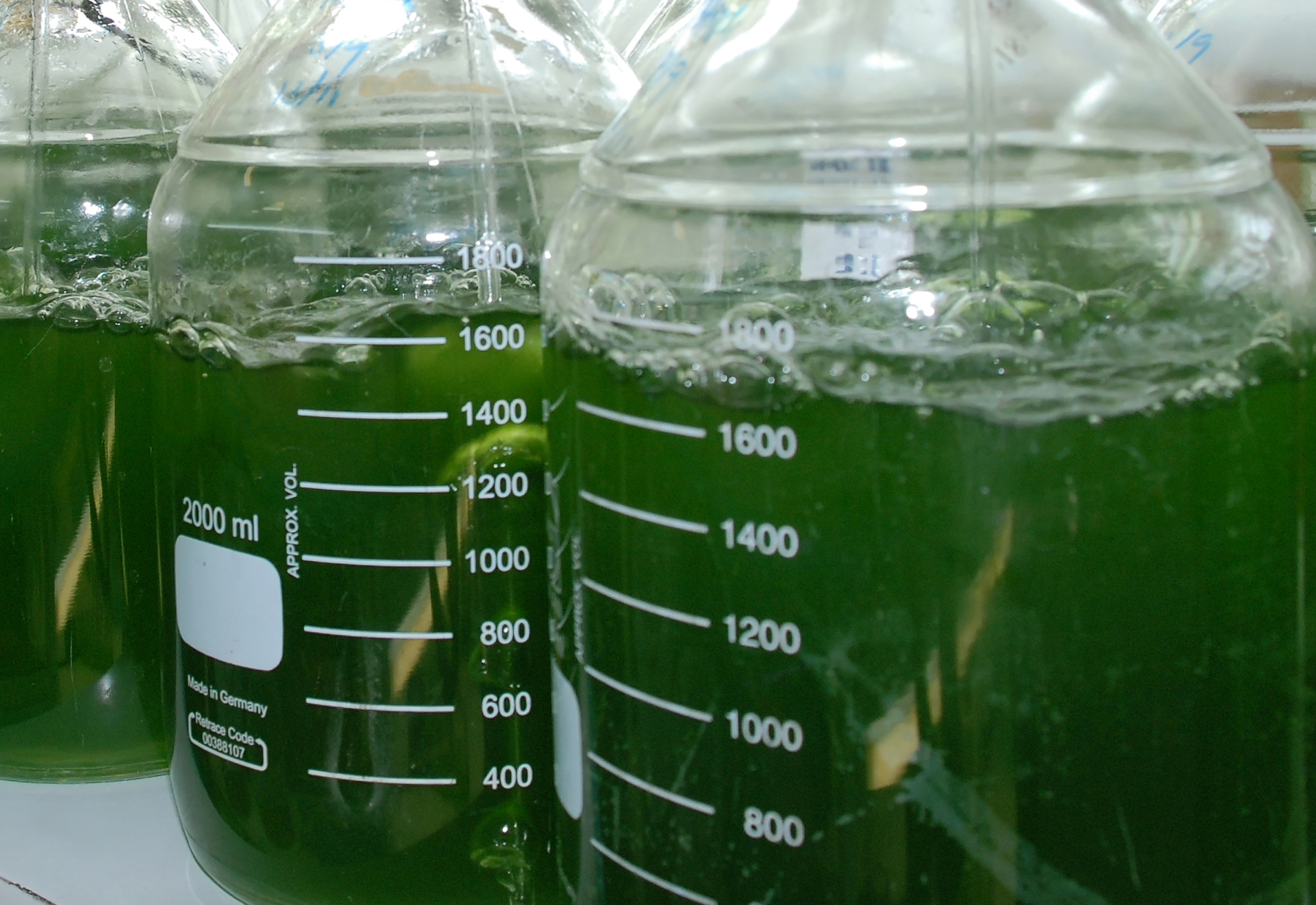 Pure culture of green microalgae is grown in small bottles with nutrients rich seawater medium under the laboratory conditions.