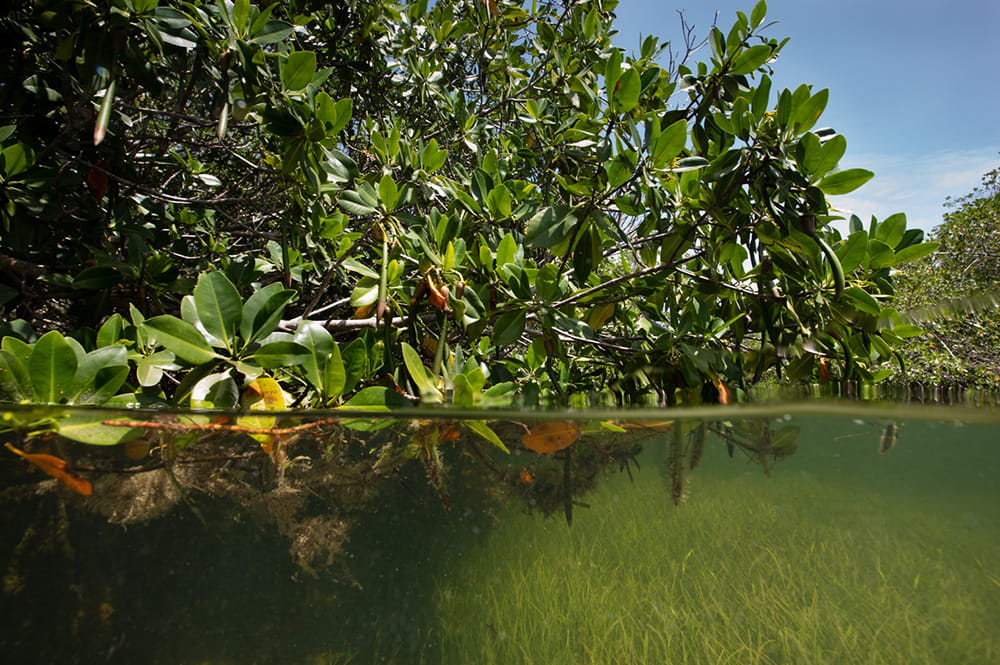Image2 20231113 mangroves key largo stephenfrink4 1000